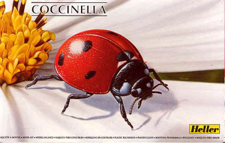 Coccinella Marienk&#228;fer