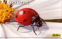 Coccinella Marienk&amp;#228;fer